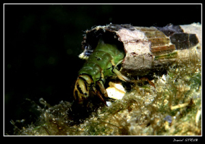 Phryganea grandis - this weekends dive in Vaumarcus :-D by Daniel Strub 